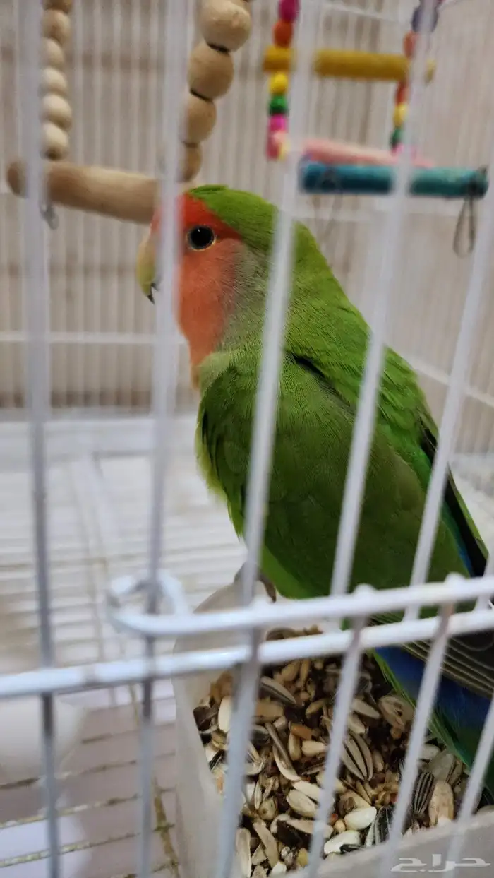 جوز روز منتج للبيع 2