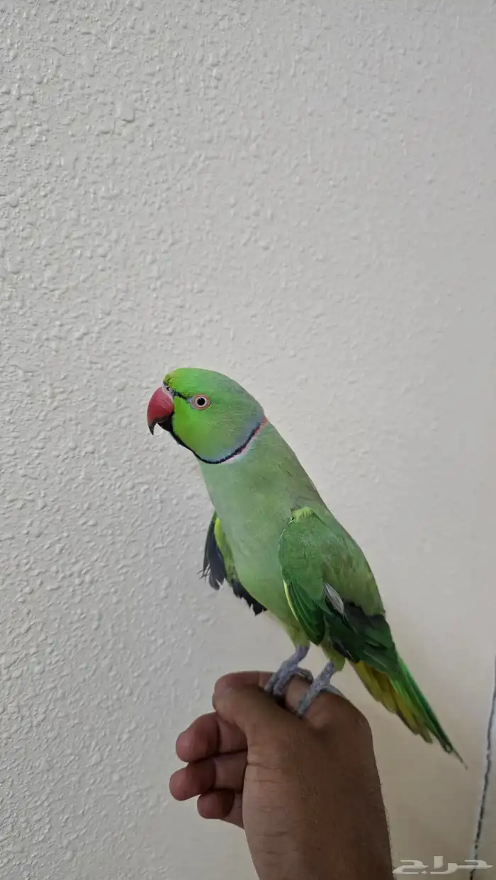 ذكر درة اليف متكلم للبيع ( تم البيع ) 2