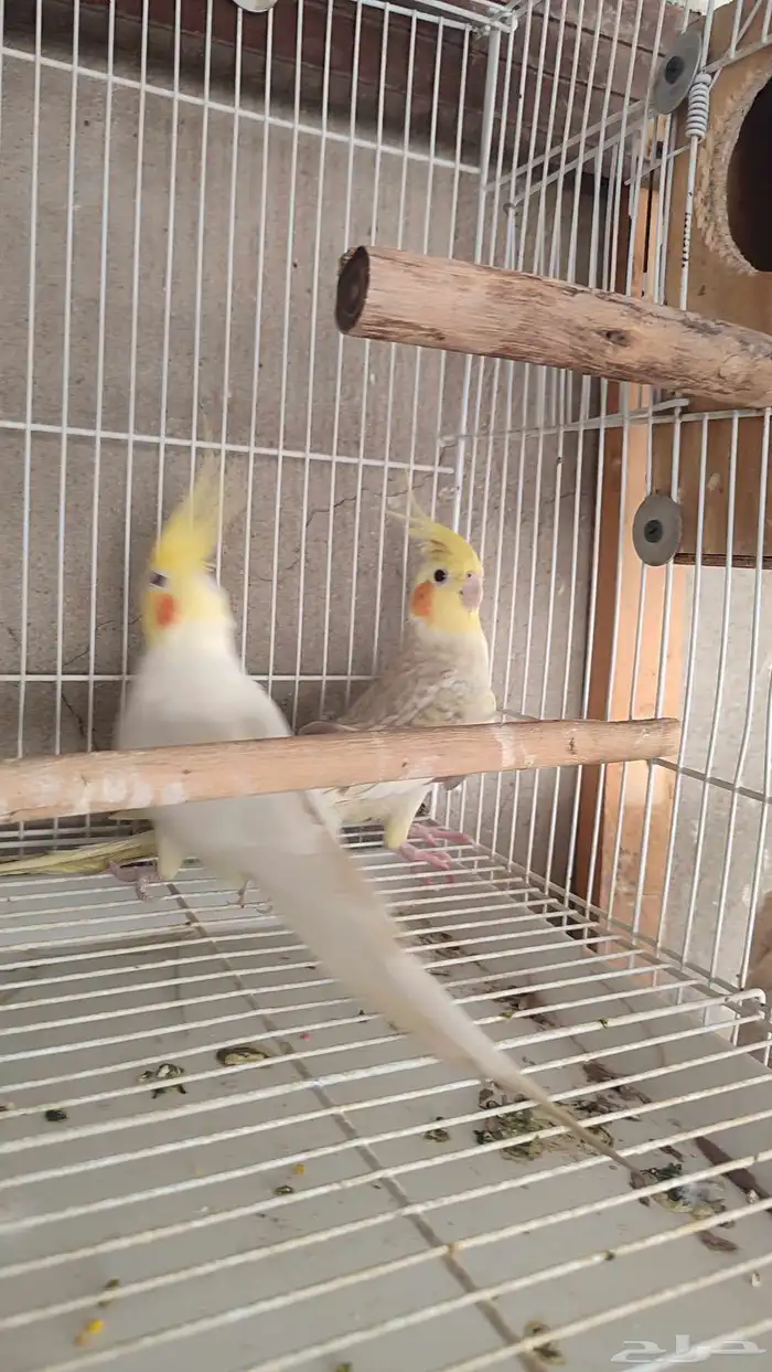 زوج كروان منتج الذكر لتينو والانثى فراشه 2