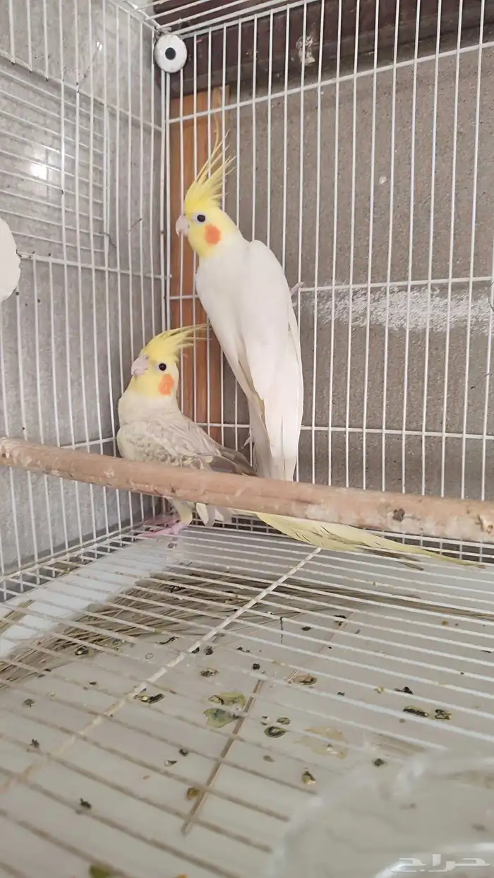 زوج كروان منتج الذكر لتينو والانثى فراشه 1