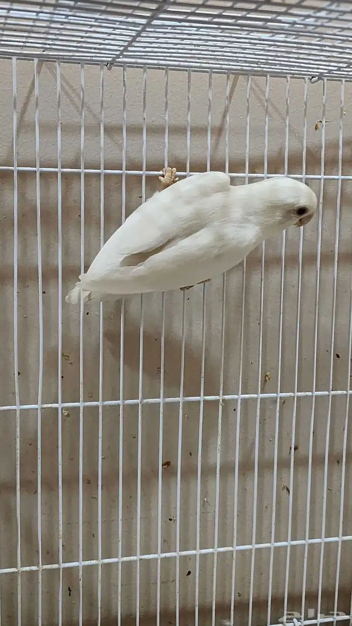 جوز روز منتج للبيع 0