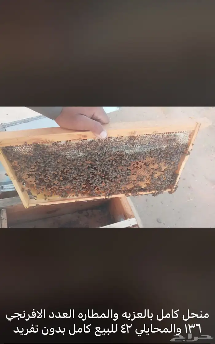 للبيع نحل بلدي عدد 13