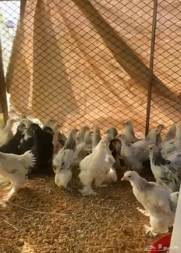 صوص براهما كولمبي 7