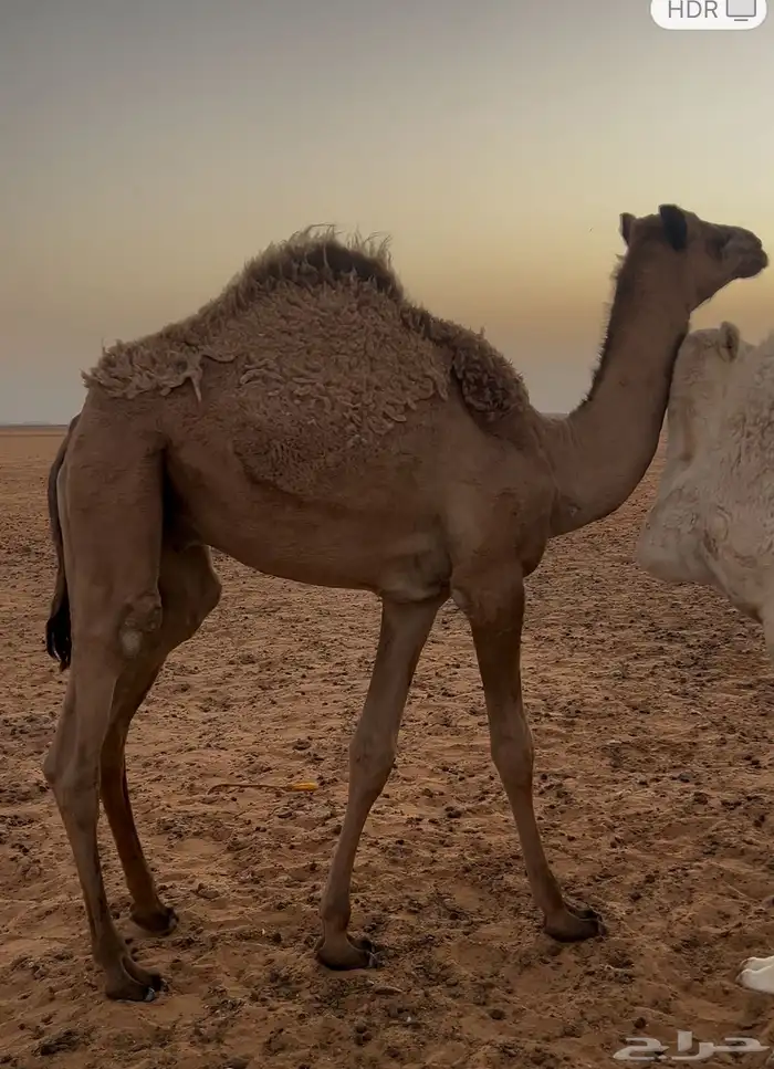 قعود وبكره للبيع 3