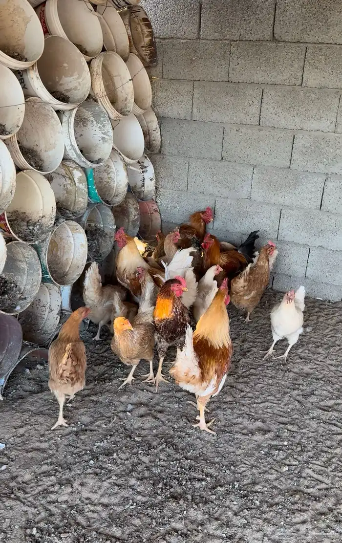 دجاج ودياكة للبيع 3