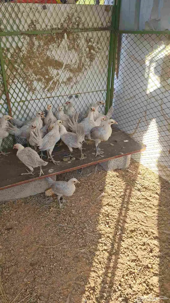 صوص اللمنيوم 4