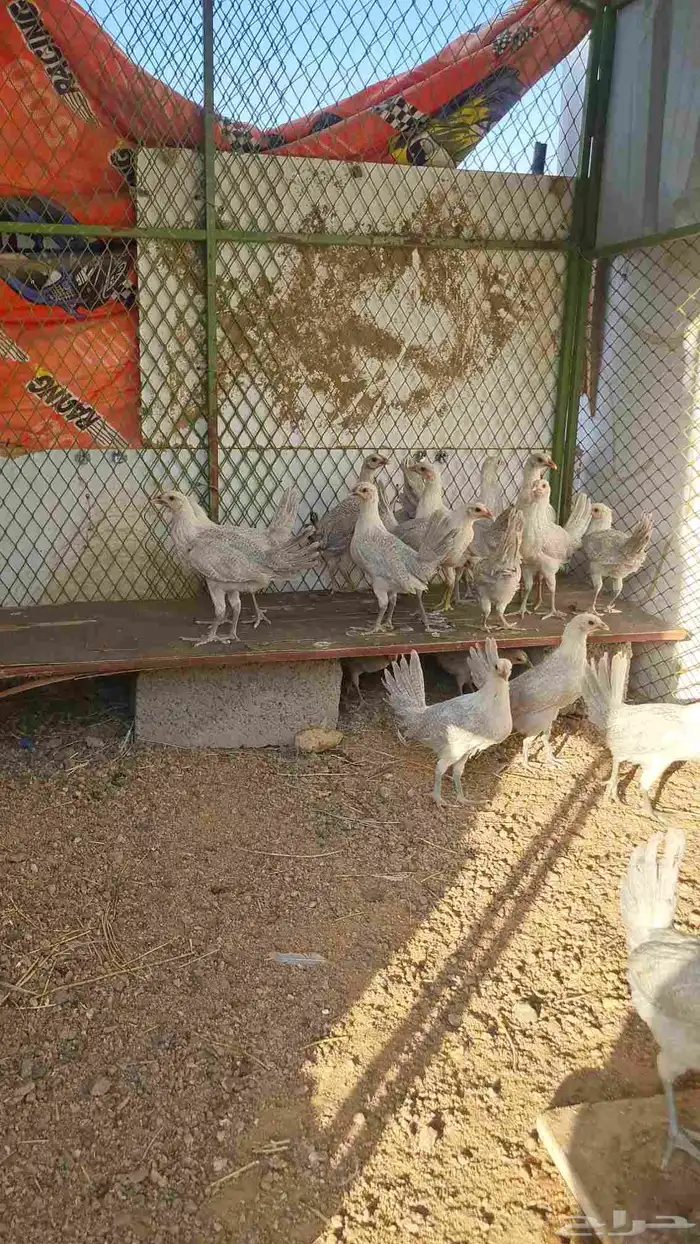 صوص اللمنيوم 7