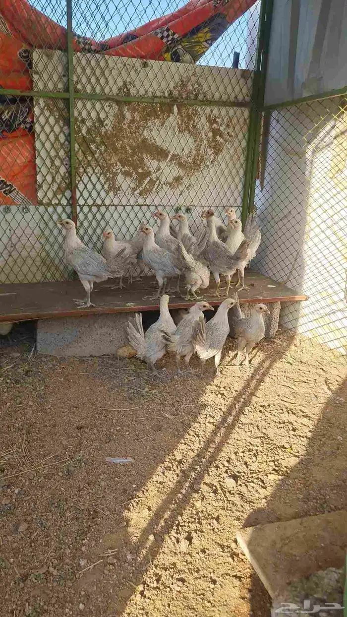 صوص اللمنيوم 8