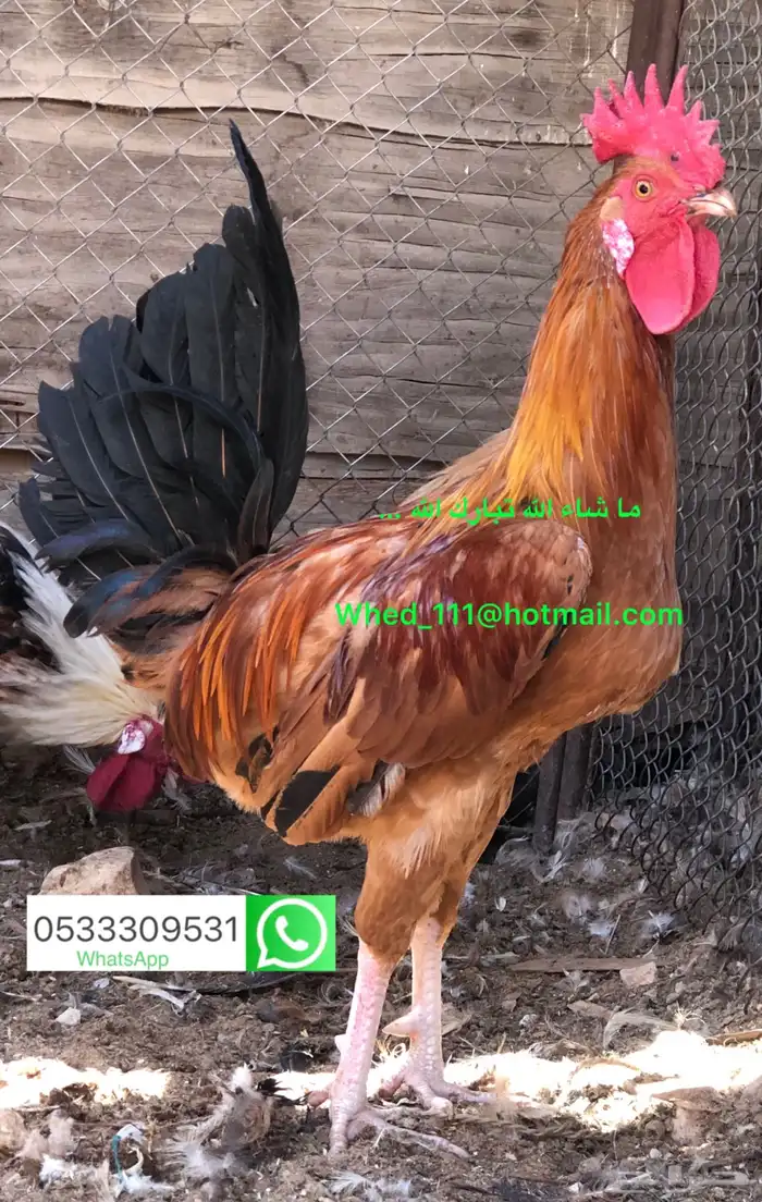 23 ديك بلدي عنيزة 10 شهور 0