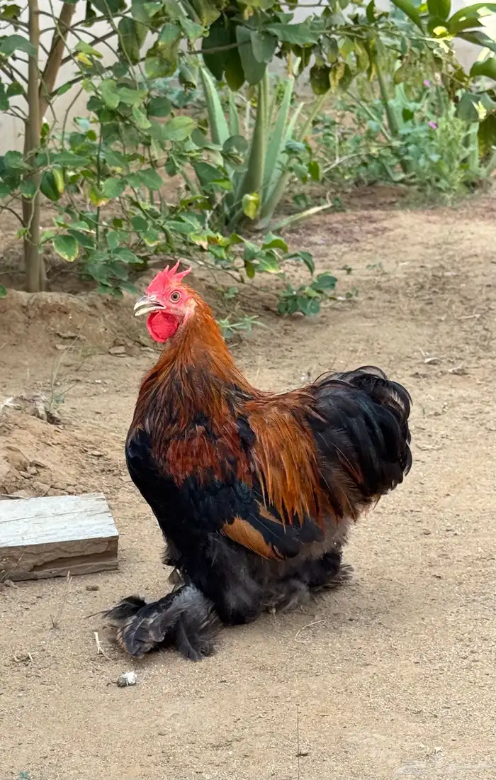 دجاج كوشن قزم 3