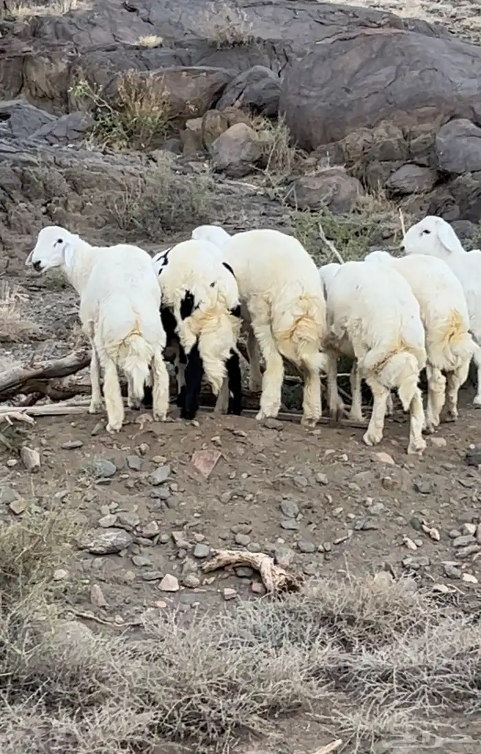 خرفان كفوا للبيع 0