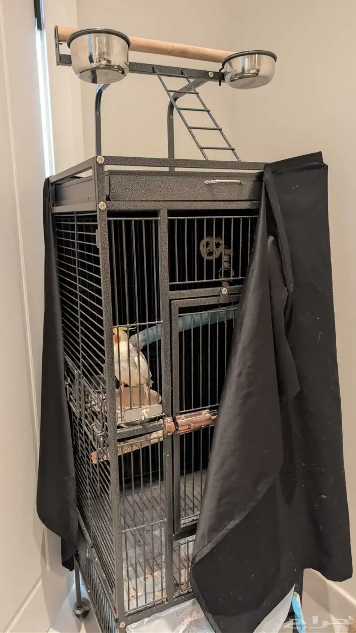 طير كروان يغرد عمره سنتين تقريبا 0