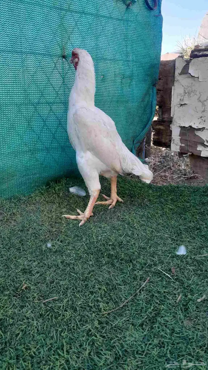 ديك كوشامو (تم البيع) 5