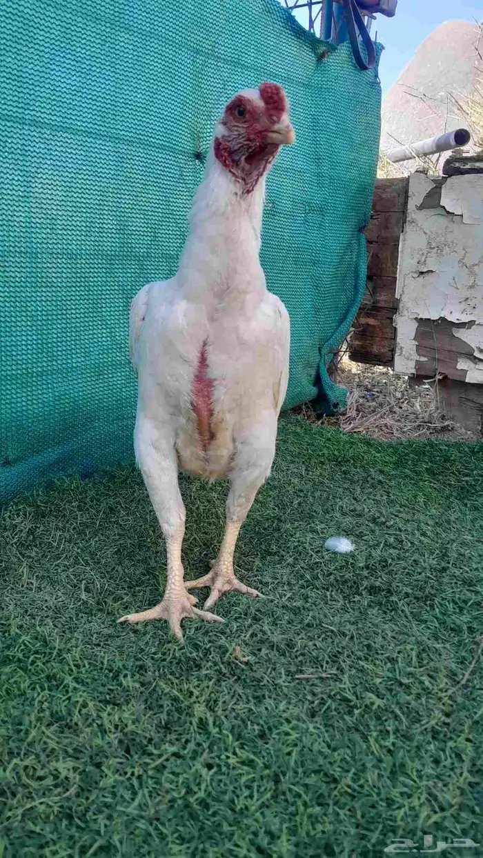 ديك كوشامو (تم البيع) 7