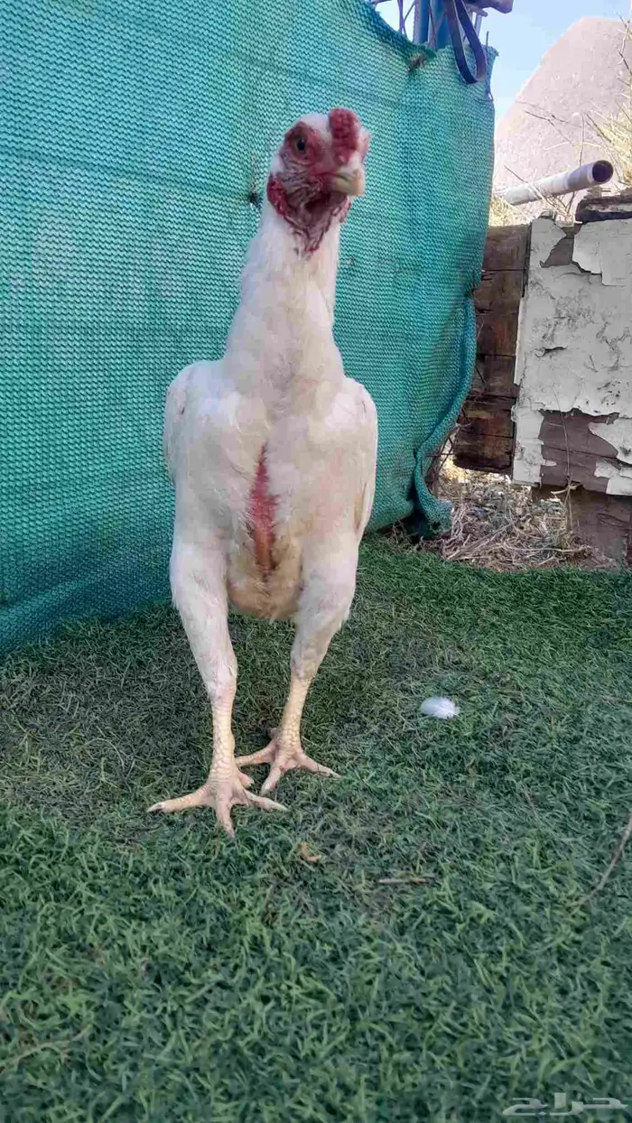 ديك كوشامو (تم البيع) 6