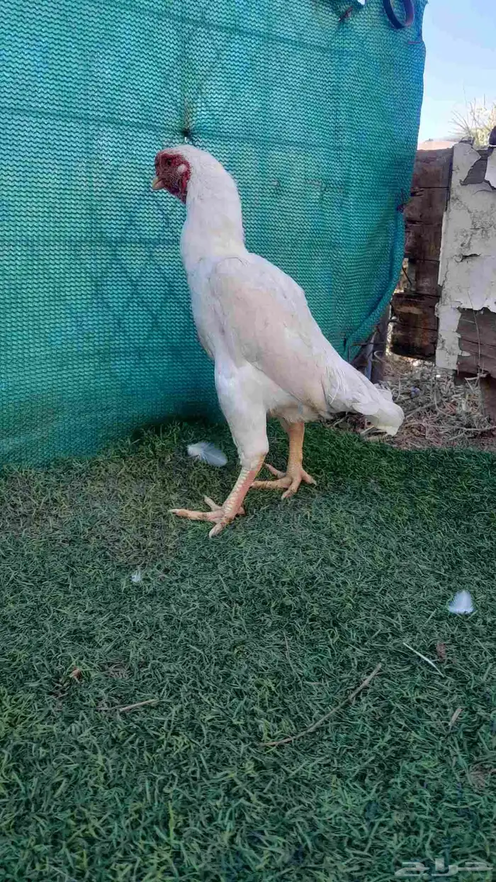 ديك كوشامو (تم البيع) 4