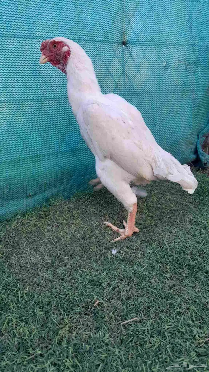 ديك كوشامو (تم البيع) 3