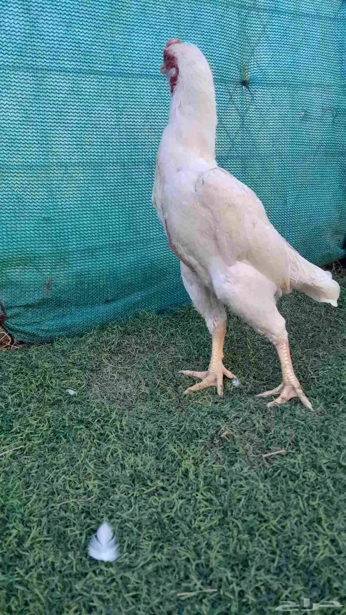 ديك كوشامو (تم البيع) 1