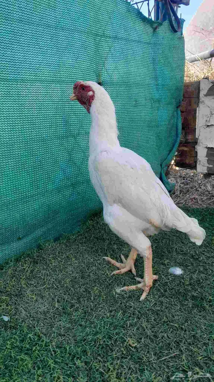 ديك كوشامو (تم البيع) 0