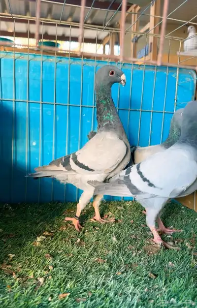 مجموعة هوامر فاخره index