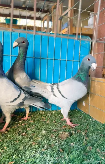 مجموعة هوامر فاخره index