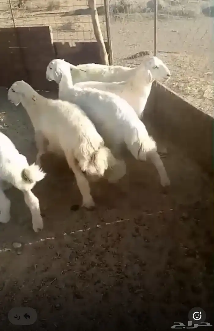 حري خرفان 1