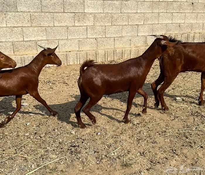 معزا دهم عدد 6 ( تم البيع ) 4