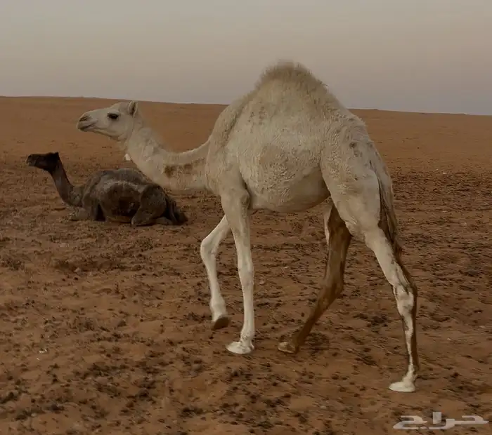 قعود وبكره للبيع 0