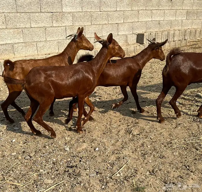 معزا دهم عدد 6 ( تم البيع ) 6