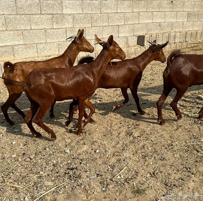 معزا دهم عدد 6 ( تم البيع ) 3