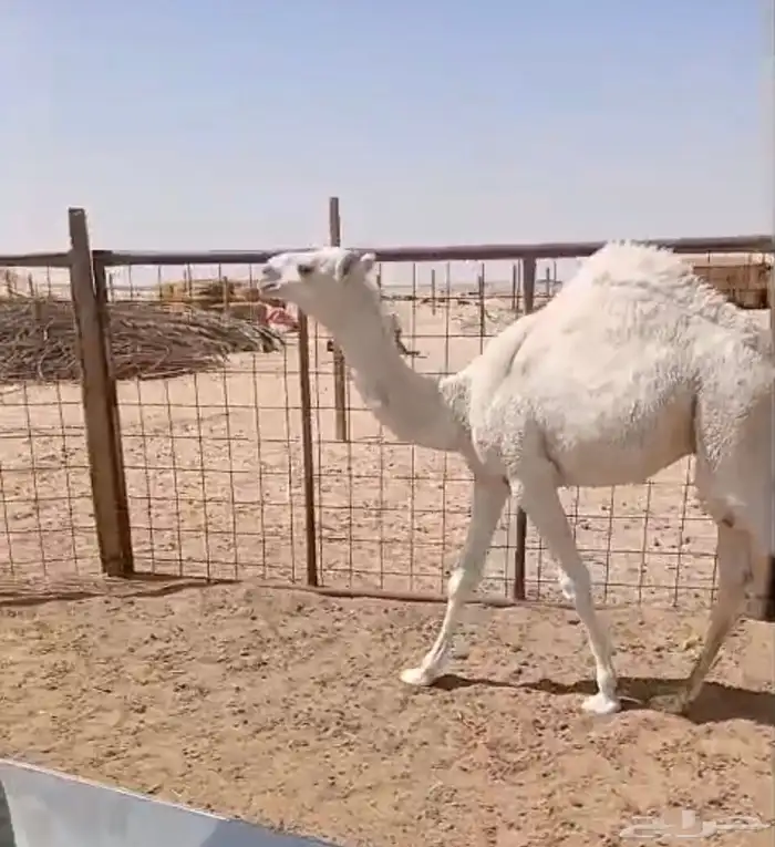 قعود لباني 5 شهور 0