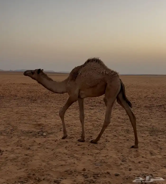 قعود وبكره للبيع 5