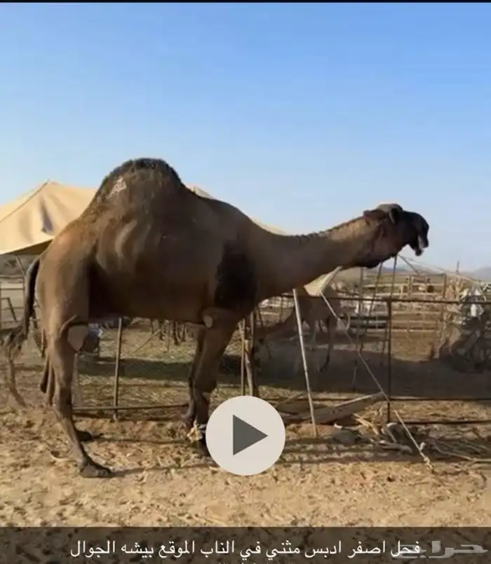 للبيع فحل اصفر 0