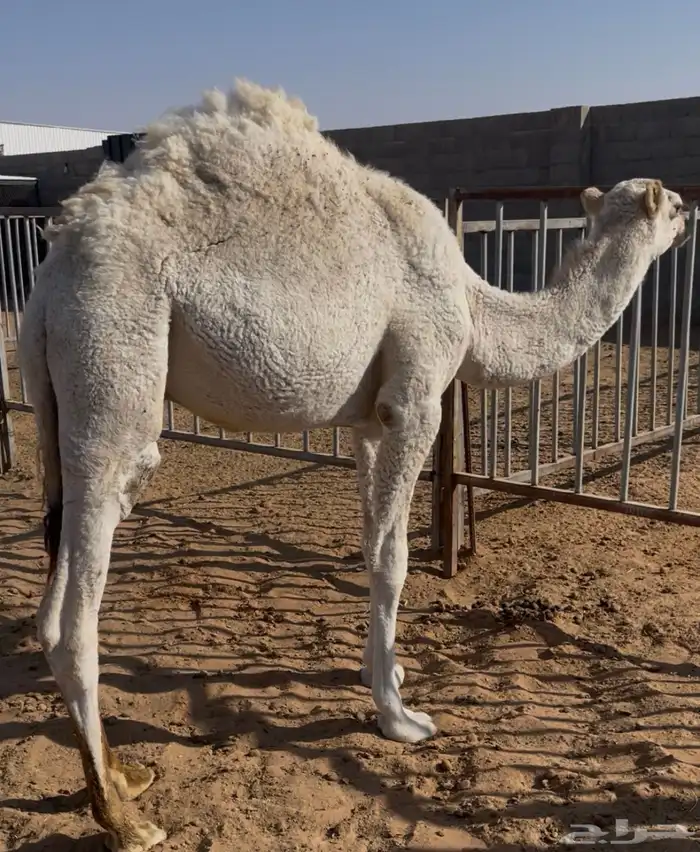 للبيع حاشي قعود قصب سمين نظيف 3