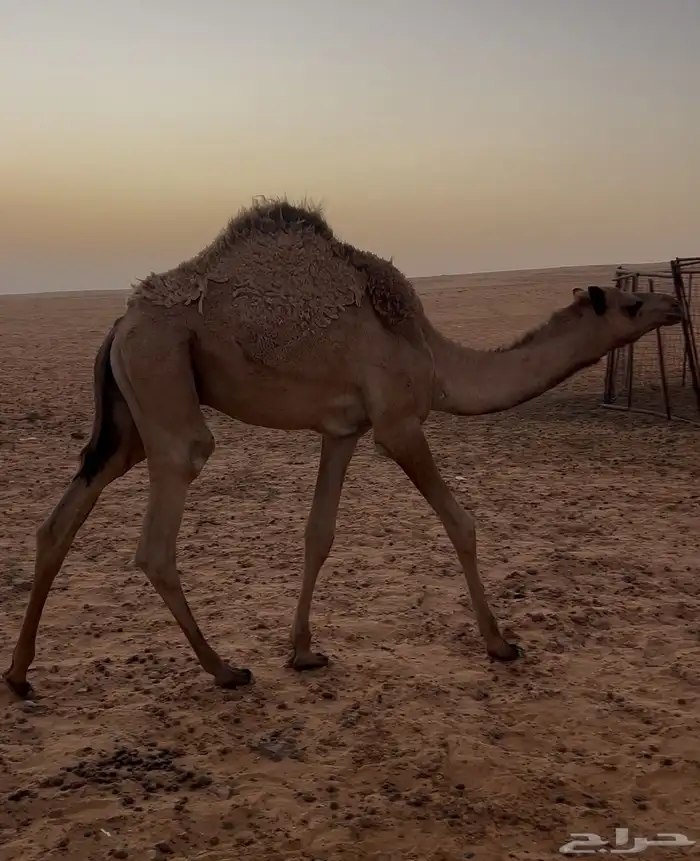 قعود وبكره للبيع 4