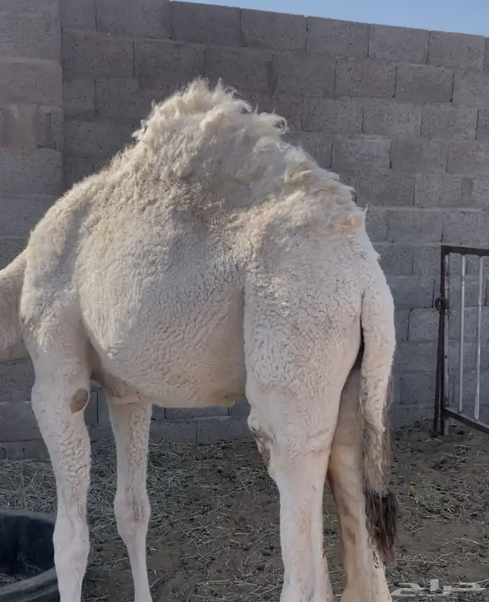 للبيع حاشي قعود قصب سمين نظيف 2