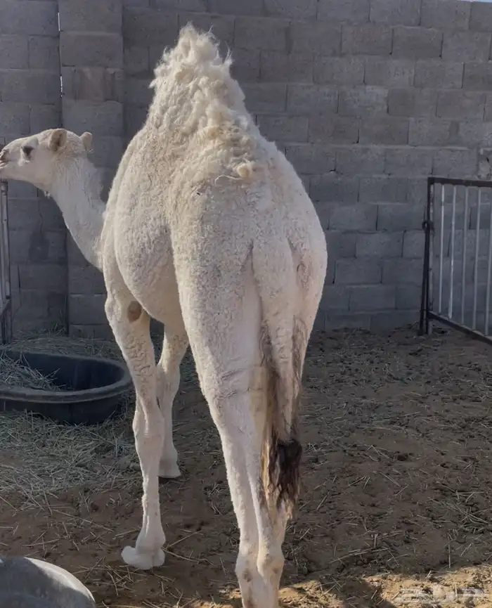 للبيع حاشي قعود قصب سمين نظيف 0