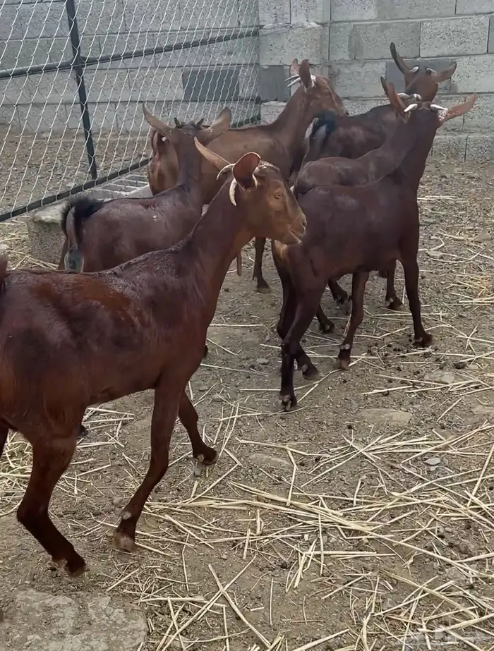 معزا دهم عدد 6 ( تم البيع ) 1