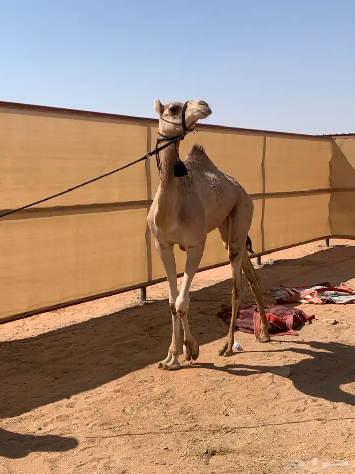 بكره حقه 0