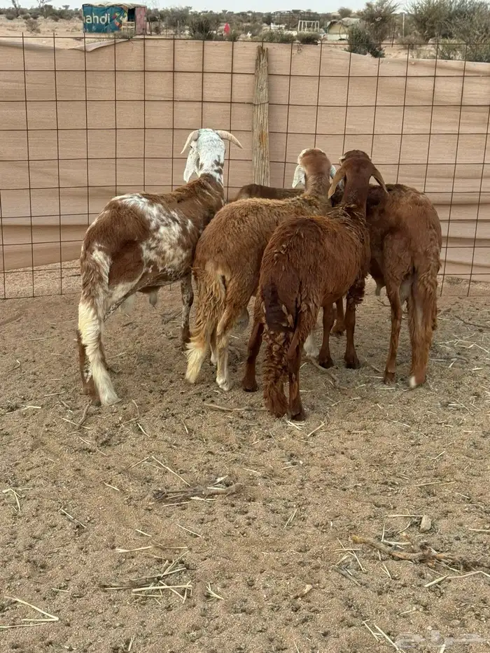 طليان سواكن مرباه نضيفه 4