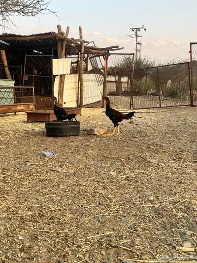للبيع ديكه بكستاني سندي 0
