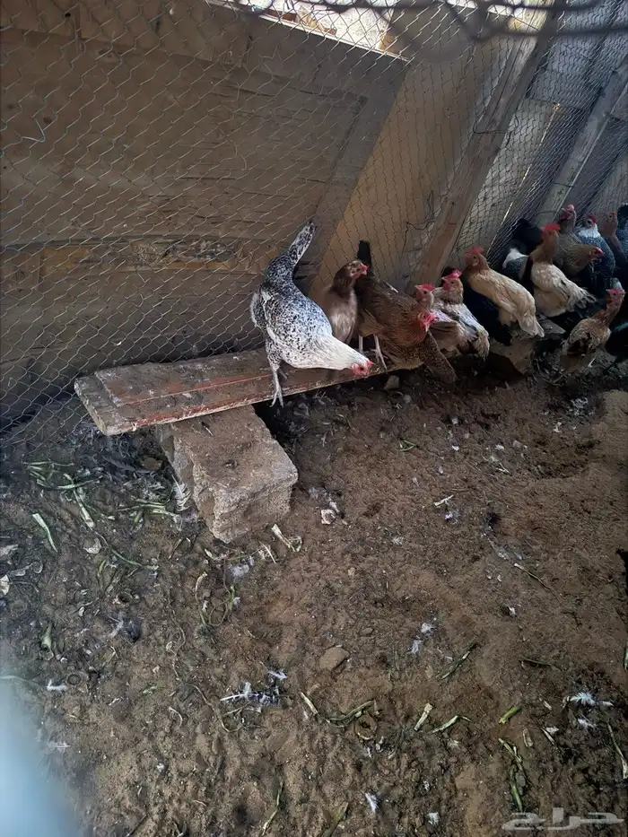 دجاج بياض شرط 11