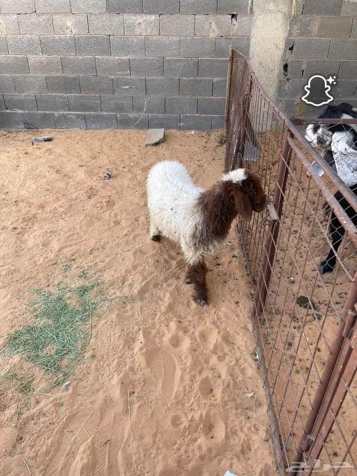 رخل نعيمي طيبه 2