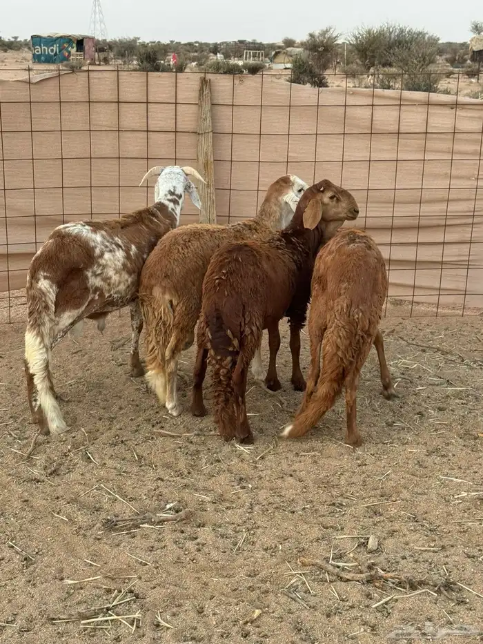 طليان سواكن مرباه نضيفه 5