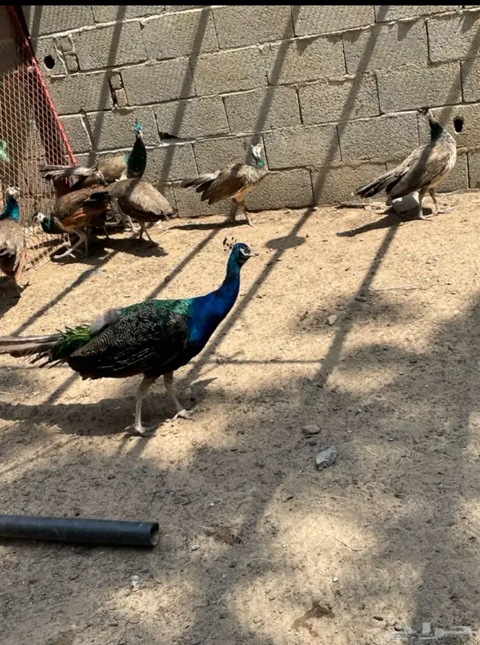 طاووس 0