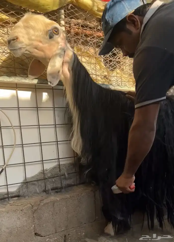 للبيع شاه نجديه خصم 1