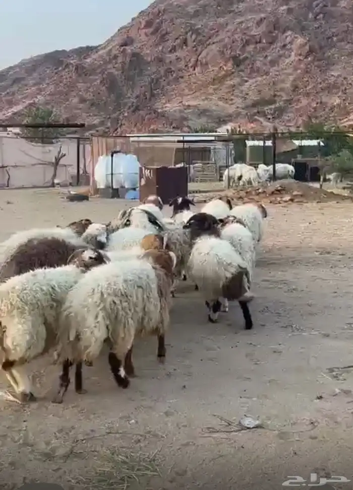 خرفان نعيم كرمات 0