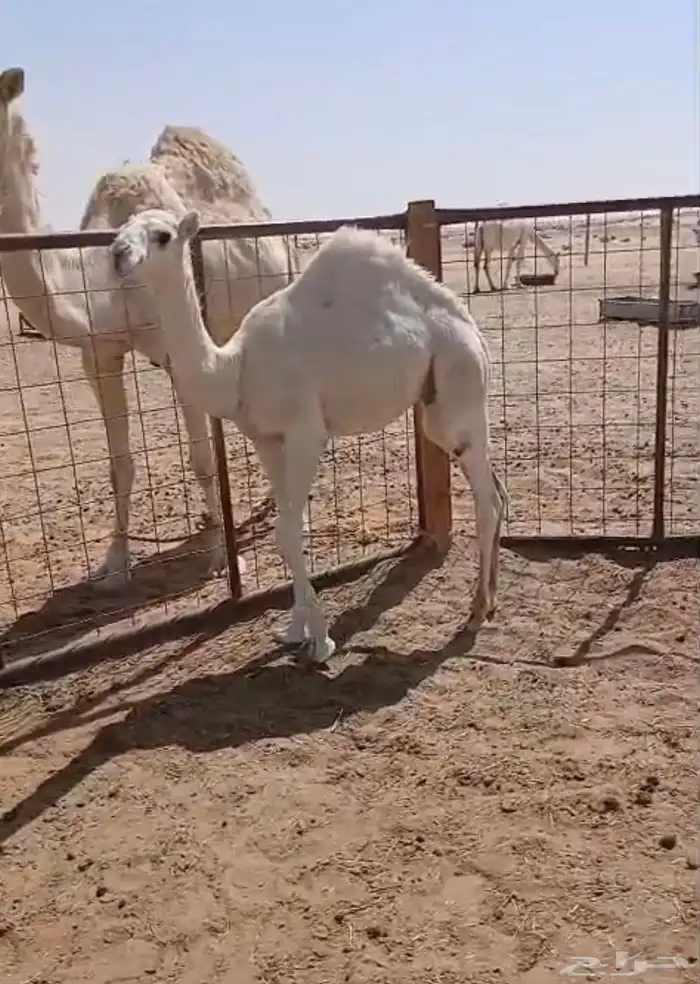 قعود لباني 5 شهور 1