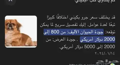 كلب بيكيني index