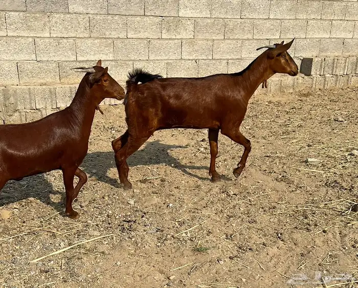 معزا دهم عدد 6 ( تم البيع ) 5